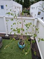 Vicus plant te koop aangeboden, Overige soorten, In pot, Minder dan 100 cm, Groene kamerplant