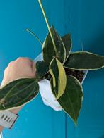 Hoya Albomarginata en Hoya Rangsan Splash, Ophalen of Verzenden, Overige soorten, Halfschaduw, Minder dan 100 cm