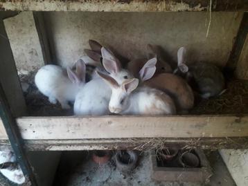Kruising Duitse reus jonge konijnen , alleen  rammen 