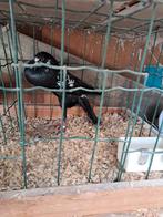 Sierduiven brunnerkroppers, Dieren en Toebehoren, Vogels | Duiven, Meerdere dieren, Overige soorten