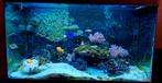 Aquarium, zeewatervissen, koraal en levend steen, Dieren en Toebehoren, Ophalen, Gebruikt, Gevuld zeewateraquarium