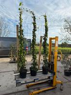 Hedera extra grote planten plant info gebruik per rek, Tuin en Terras, Planten | Tuinplanten, Ophalen, Vaste plant, Klimplanten