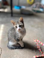 Lieve boerderijkitten - mag al verhuizen!, Meerdere dieren, Kortharig, 0 tot 2 jaar