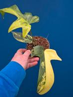 Philodendron Florida Beauty p12 (2), Huis en Inrichting, Ophalen of Verzenden, Halfschaduw, Minder dan 100 cm