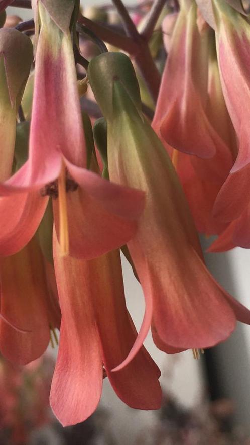 Kalanchoe Lloret dM bio kamerplanten met prachtige bloesem, Huis en Inrichting, Kamerplanten, Overige soorten, Minder dan 100 cm