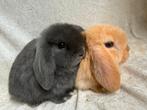 Bijzonder mooi super lief koppeltje Minilop rammetjes, Dieren en Toebehoren, Konijnen, Mannelijk, Klein, Hangoor, 0 tot 2 jaar