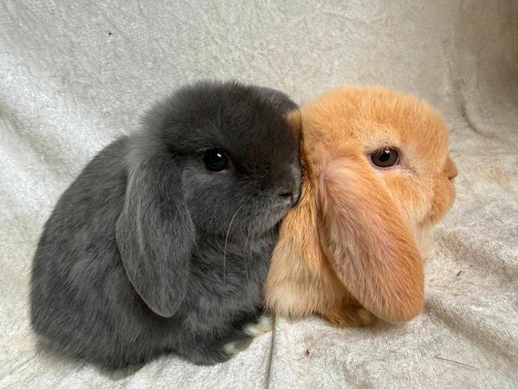 Bijzonder mooi super lief koppeltje Minilop rammetjes, Dieren en Toebehoren, Konijnen, Klein, Mannelijk, 0 tot 2 jaar, Hangoor