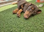 Teckels, Te Koop! Prijs per stuk, Dieren en Toebehoren, Honden | Niet-rashonden, 15 weken tot 1 jaar, Handelaar, Buitenland, Rabiës (hondsdolheid)