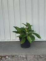 Viburnum davidii, Winter, Halfschaduw, Vaste plant, Overige soorten