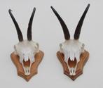 2 x  GEMS hoorns / gewei op  licht eiken schild (gewei), Verzamelen, Dierenverzamelingen, Ophalen of Verzenden, Gebruikt, Wild dier
