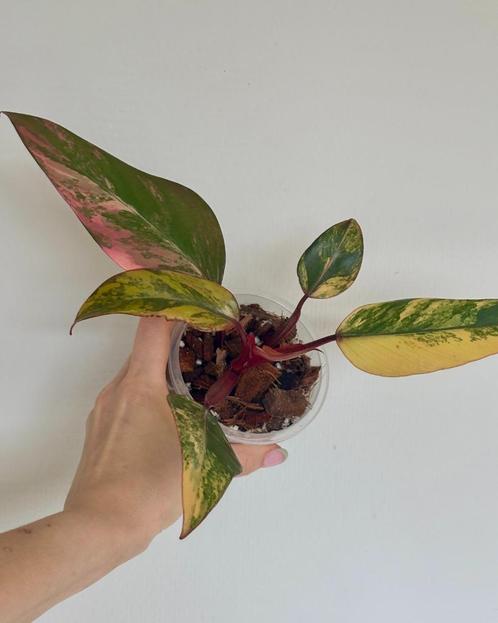 Philodendron Strawberry Shake 2, Huis en Inrichting, Kamerplanten, Overige soorten, Minder dan 100 cm, Ophalen of Verzenden