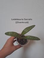Ledebouria Socialis, Huis en Inrichting, Kamerplanten, Ophalen of Verzenden, Overige soorten, Minder dan 100 cm