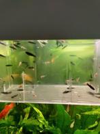 Molly's zwart en Oranje gevlekte, Dieren en Toebehoren, Vis