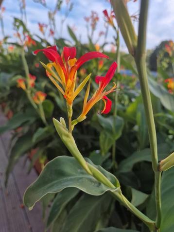 Cannazaden - Prachtige Tropische Bloemen! beschikbaar voor biedingen