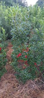 Ilex 'Alaska', Ophalen, Hulst, Minder dan 100 cm