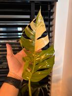 Epipremnum Pinnatum Albo variegata p32 H150, Ophalen, Overige soorten, Minder dan 100 cm
