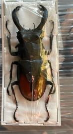 Kever, Dieren en Toebehoren, Overige soorten