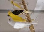 Diverse kanaries, Dieren en Toebehoren, Vogels | Kanaries, Meerdere dieren