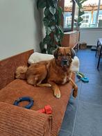 Hondenbank, Dieren en Toebehoren, Ophalen