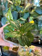 Monstera siltepecana, plantje uit wetstick, Ophalen of Verzenden, Halfschaduw, Minder dan 100 cm