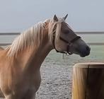 Stoere  1,5 jarige Haflinger hengst, Dieren en Toebehoren, Hengst, D pony (1.37m tot 1.48m), Ontwormd, 0 tot 2 jaar