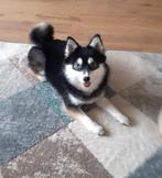 Shiva pomsky teefje F2 advertentie goed lezen., Dieren en Toebehoren, Honden | Poolhonden, Keeshonden en Oertypen, CDV (hondenziekte)