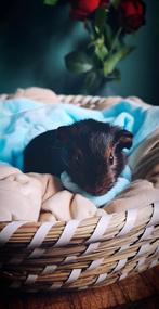 Zwart Bruin Tan - Beer - geb 14/08, Dieren en Toebehoren, Cavia, Augustus, Mannelijk, Tam