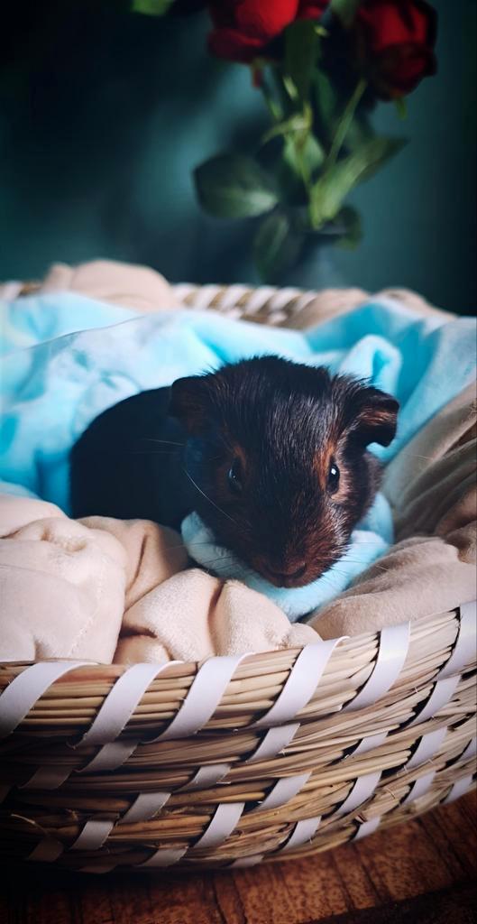 Zwart Bruin Tan - Beer - geb 14/08, Dieren en Toebehoren, Knaagdieren, Mannelijk, Cavia, Augustus, Tam