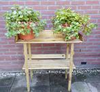 Vetplanten voor buiten - Hoogte 45 - Ø 60 cm - per stuk €9, Volle zon, Vaste plant, Bloeit niet, Ophalen