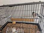 Goudvinken, Dieren en Toebehoren, Meerdere dieren, Wildzangvogel, Geringd