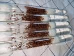 Myrmica rubra 3q 150w | steekmieren mierenkolonie ants, Dieren en Toebehoren, Insecten en Spinnen, Mieren