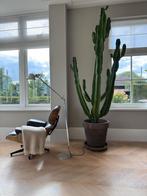 Cactus/Euphorbia Groot handgemaakt italiaanse pot, H252 cm, Ophalen, 200 cm of meer, Cactus, Volle zon