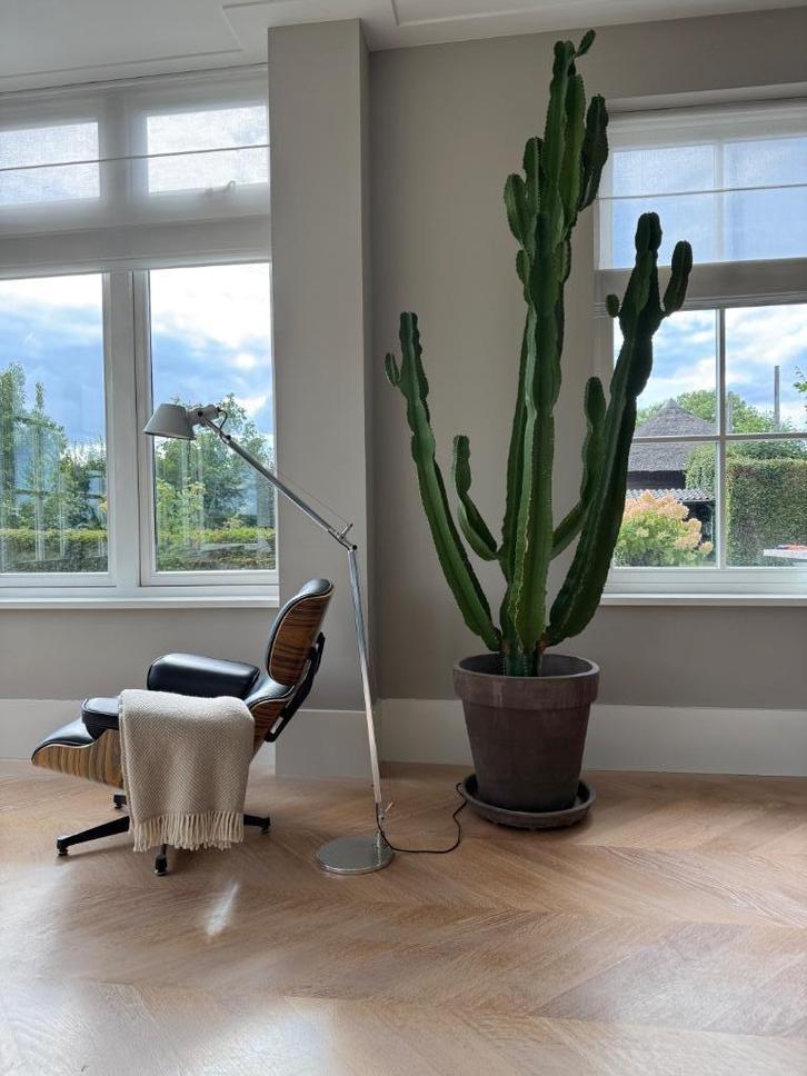 Cactus/Euphorbia Groot handgemaakt italiaanse pot, H252 cm, Huis en Inrichting, Kamerplanten, Cactus, 200 cm of meer, Groene kamerplant