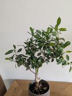 Bonsai Fictus Retusa, Huis en Inrichting, Kamerplanten, Ophalen, Halfschaduw, Minder dan 100 cm, Bonsai