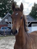 Luxe Hengstveulen Boston VDL x Cohinoor, Dieren en Toebehoren, Springpaard, Minder dan 160 cm, Niet van toepassing, 0 tot 2 jaar