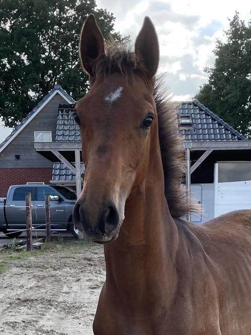 Luxe Hengstveulen Boston VDL x Cohinoor, Dieren en Toebehoren, Paarden, Hengst, Niet van toepassing, Minder dan 160 cm, 0 tot 2 jaar