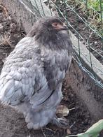 Grote jonge brahma hennen te koop. Eventueel met jonge haan!, Dieren en Toebehoren, Vrouwelijk, Kip