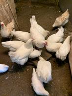 Poule de Bresse hennen, Dieren en Toebehoren, Pluimvee, Vrouwelijk, Kip