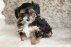 Maltipoo x Boomer/Maltipoo beide ouders getest en aanwezig, Parvo, Overige rassen, 8 tot 15 weken, Meerdere