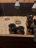 Schitterende, zeer vrije en sociale pups van hobby fokker, CDV (hondenziekte), Meerdere, 8 tot 15 weken, Meerdere dieren