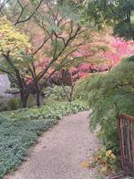 Hulp gevraagd bij tuinwerkzaamheden, Diensten en Vakmensen, Tuinmannen en Stratenmakers