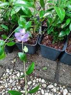 maagdenpalm vinca minor groenblijvende bodembedekker, Ophalen, Vaste plant, Bodembedekkers, Halfschaduw