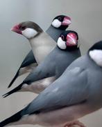 Rijstvogels, Meerdere dieren, Tropenvogel