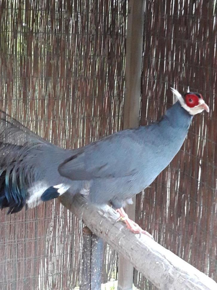 Te koop: Jonge Blauwe Oorfazanten., Dieren en Toebehoren, Pluimvee, Overige soorten, Meerdere dieren