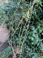 Vlinderstruik paarse bloemen, Ophalen, Vlinderstruik, Struik, Minder dan 100 cm