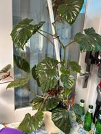 Begonia, Ophalen of Verzenden, Overige soorten, Minder dan 100 cm
