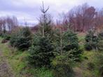 Nordmann kerstbomen, Tuin en Terras, Planten | Bomen, Ophalen, Zomer, Volle zon, Overige soorten