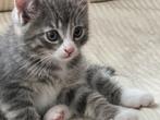Moederpoes en kitten duo, Dieren en Toebehoren, Katten en Kittens | Overige Katten, Poes