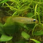 Aplocheilichthys normani, Dieren en Toebehoren, Vissen | Aquariumvissen, Vis