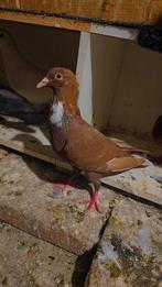 Man te koop, Dieren en Toebehoren, Vogels | Duiven, Mannelijk, Overige soorten
